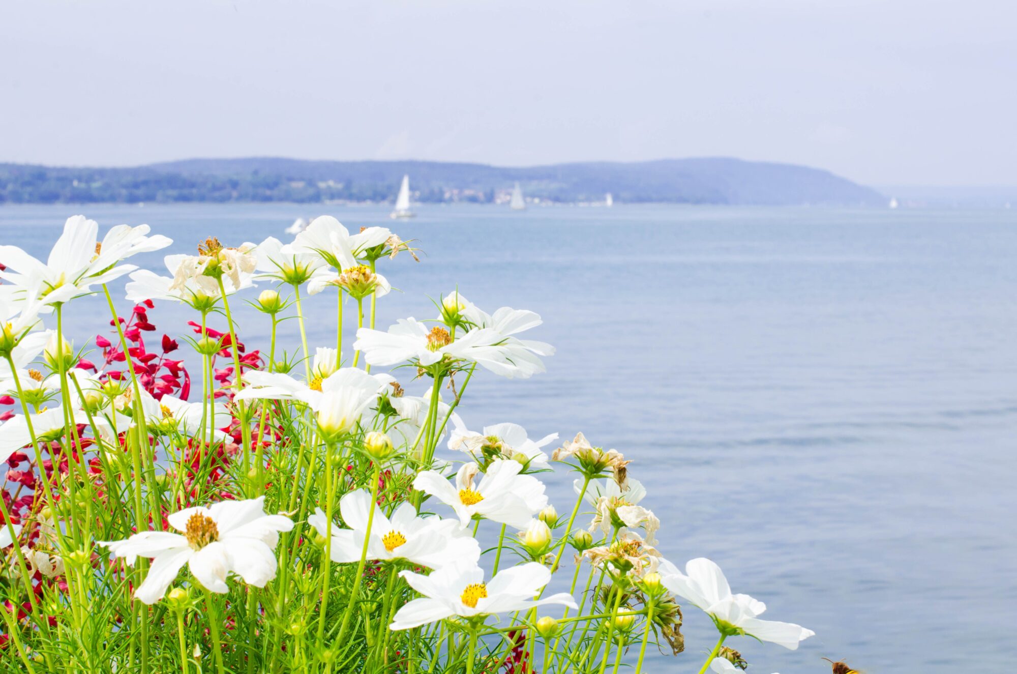 Blütezeit auf der Insel Mainau